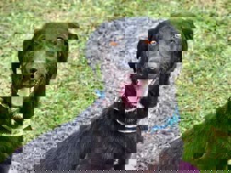 Elmo_1.jpg