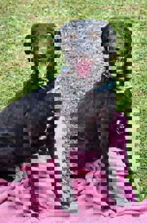 Elmo_1.jpg