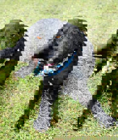 Elmo_4.jpg