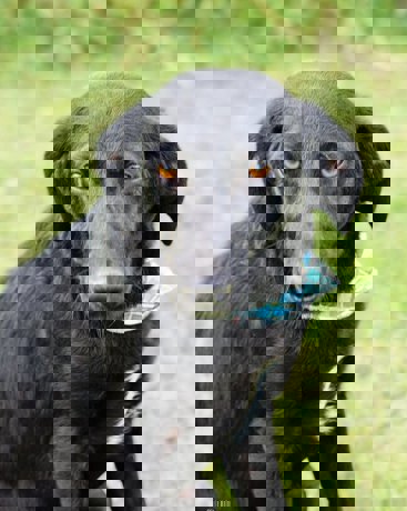 Elmo_2.jpg