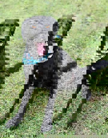 Elmo_3.jpg