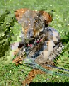 Olli_1.jpg (3)