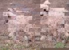 Bonita_2.jpg (2)