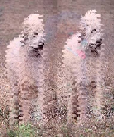Bonita_4.jpg (2)