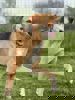 pongo_1.jpg (1)