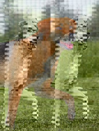 pongo_1.jpg (1)