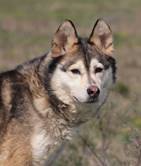Anka: Husky, Female, born  Juni 2013, bei ACA seit Juni 2023