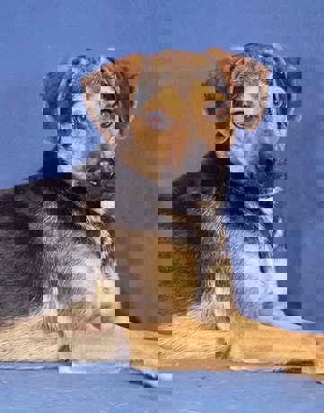 Horace_3.jpg (3)