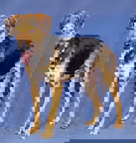 Horace_4.jpg (3)