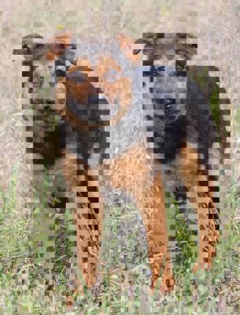 Wally_3.jpg (1)