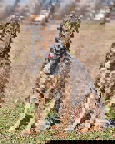 Barney_4.jpg (8)