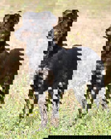 Chili_1.jpg (2)