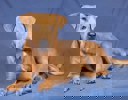 Aris_2.jpg (4)