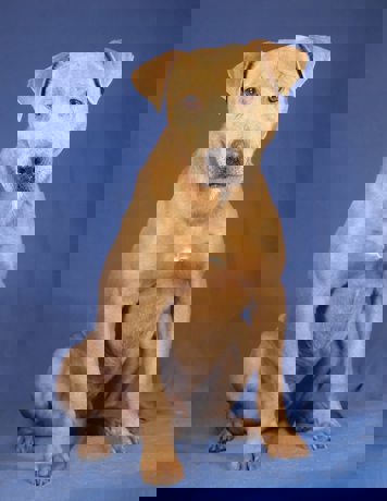 Aris_4.jpg (3)