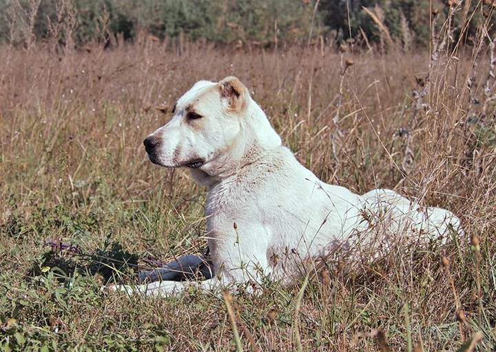 Doris: Zentralasiatischer Schäferhund, Hündin, geb.  Anfang 2022, bei uns seit Oktober 2023
