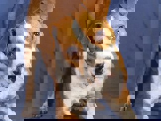 Ringo_1.jpg (2)