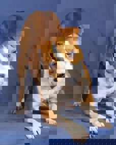 Ringo_1.jpg (2)