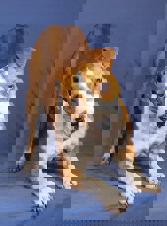Ringo_1.jpg (2)