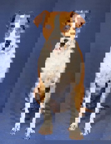 Ringo_3.jpg (2)