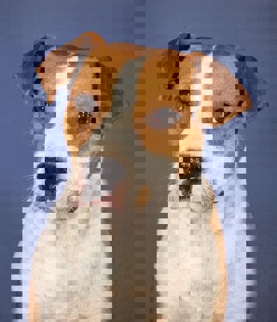 Ringo_4.jpg (2)
