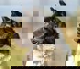 Shakira_3.jpg (5)