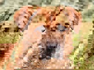 Ropi_1.jpg (1)