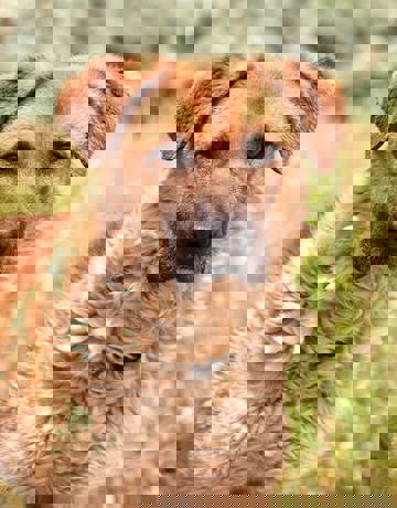 Ropi_1.jpg (1)