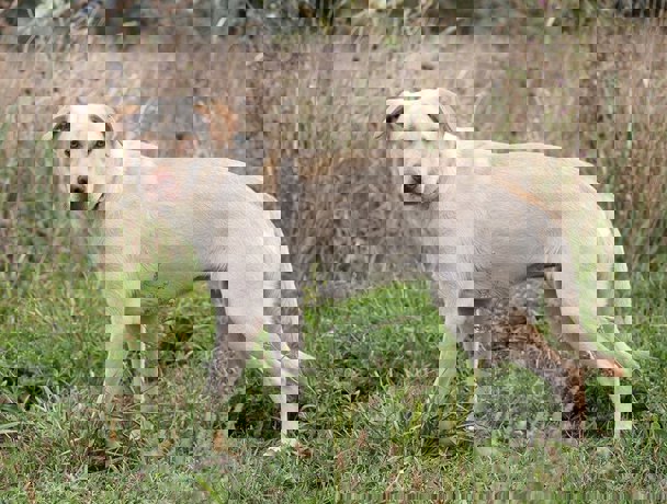 Bonnie_2.jpg (2)