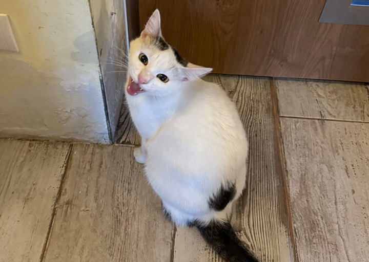 Viola Vili Valentino1