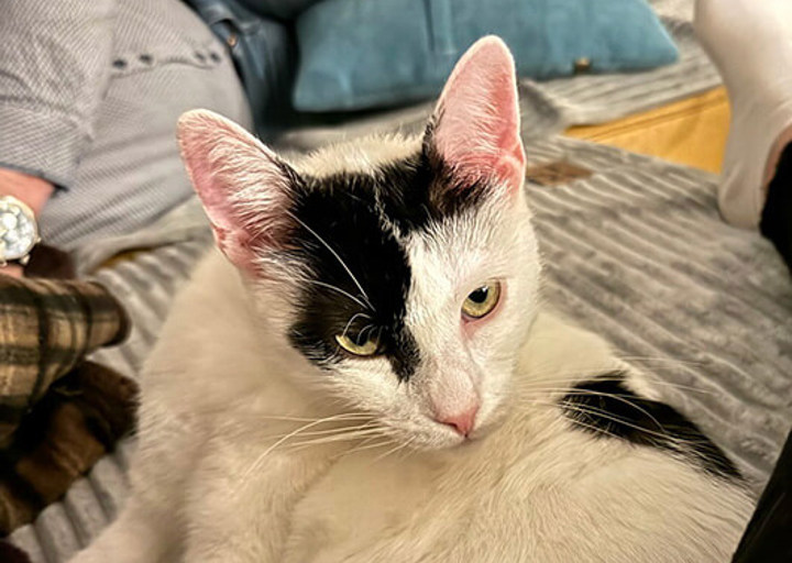 Viola Vili Valentino2