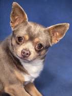 Kenzi: Chihuahua, Rüde, geb.  Oktober 2020, bei uns seit März 2024