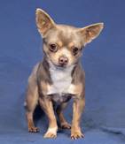 Kenzi: Chihuahua, Rüde, geb.  Oktober 2020, bei uns seit März 2024