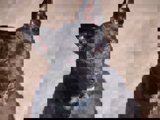 Kimi_1.jpg (4)