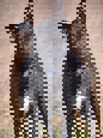 Kimi_1.jpg (4)