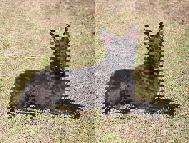 Kimi_2.jpg (4)
