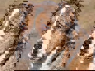 Dorka_1.jpg (5)