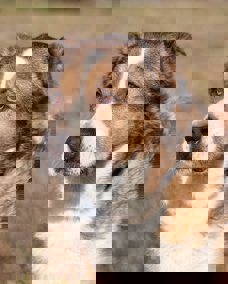 Dorka_1.jpg (5)