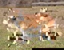 Dorka_2.jpg (5)