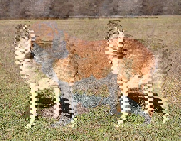 Dorka_2.jpg (5)