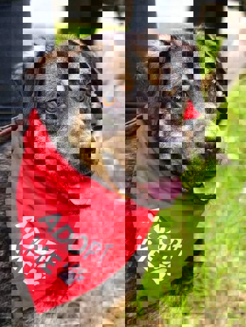 Tobi_3.jpg (4)