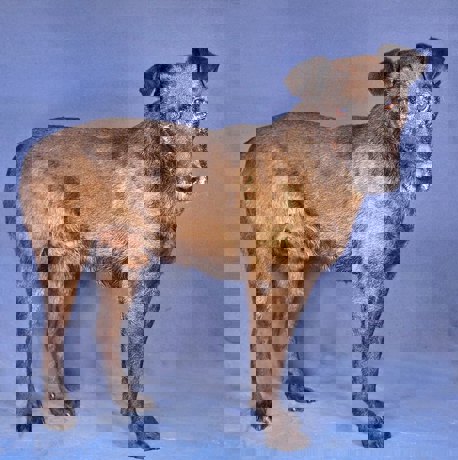 Ricky_4.jpg (4)