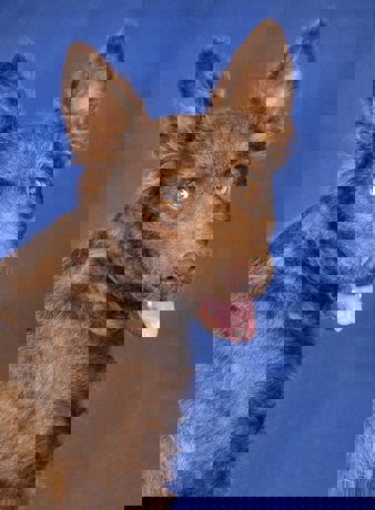 Lobo_3.jpg (3)