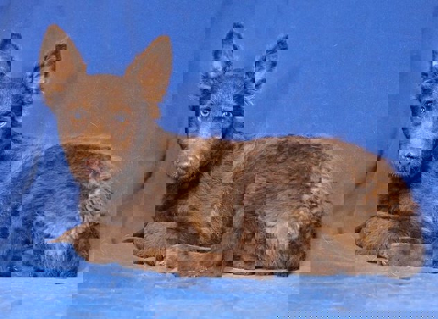 Lobo_2.jpg (2)