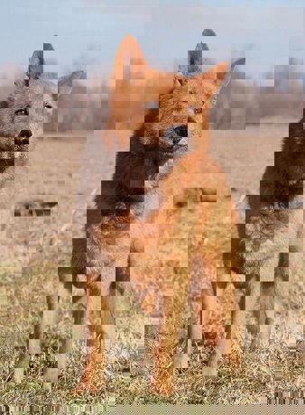 Oskar_3.jpg (2)