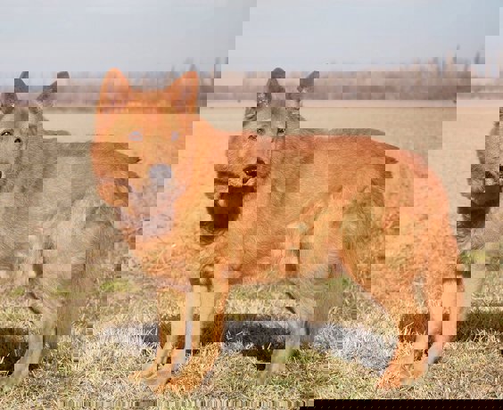 Oskar_2.jpg (2)