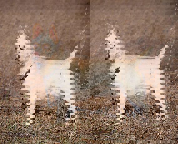 Moki_2.jpg (6)