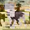 Rusty_4.jpg (4)
