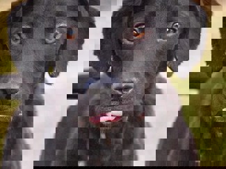 Rusty_1.jpg (4)