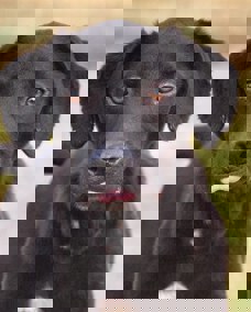 Rusty_1.jpg (4)