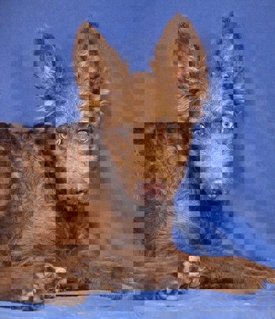 Leon_1.jpg (3)
